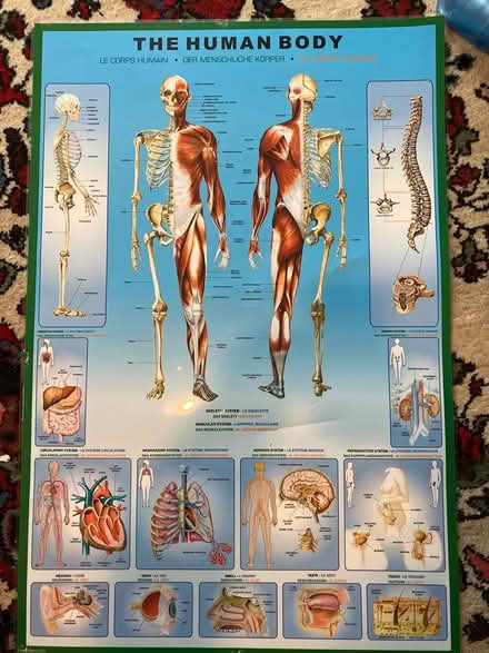 Photo of free Human Body Poster (Ballard) #1