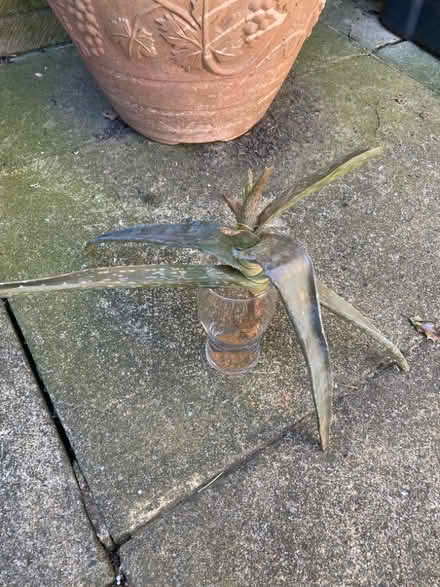 Photo of free Can Anyone Save This Aloe Vera? (Whinfield DL1) #1