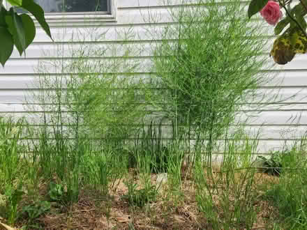 Photo of free Garden give away (fairview) #1