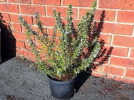 Photo of free Rosemary plant (Llandrindod LD1) #1