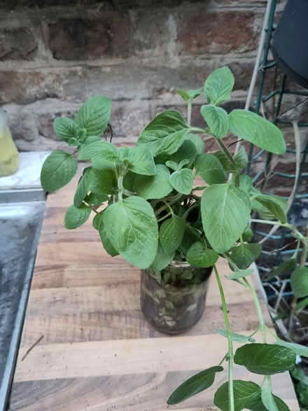 Photo of free Jar of water mint (L1 Liverpool City Centre) #1