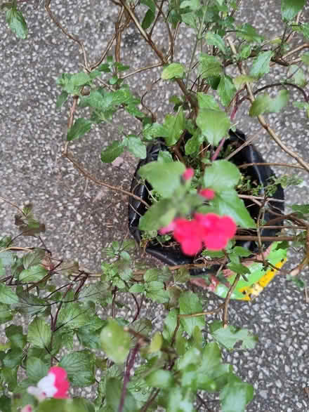 Photo of free Salvia plant (L1 Liverpool City Centre) #3
