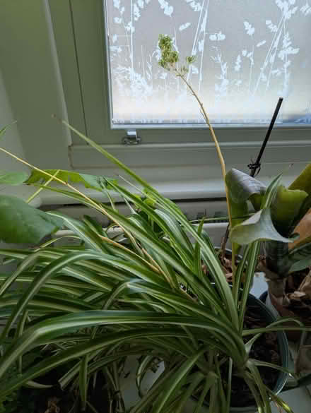 Photo of free Baby spider plants (Bedford) #1