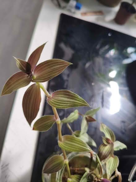 Photo of free Plant cuttings (Golders green NW11) #2