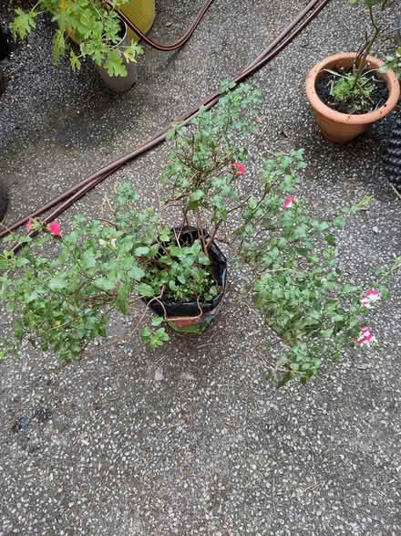 Photo of free Salvia plant (L1 Liverpool City Centre) #1