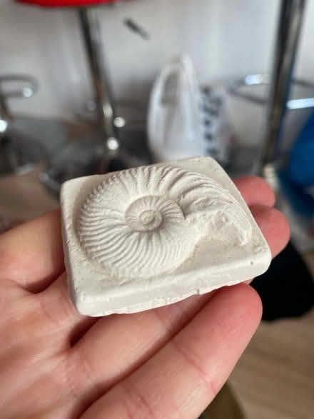 Photo of free Fossil (Badger Farm) #1