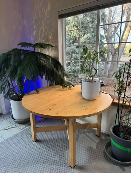 Photo of free Norfolk Pine STUNNING (Lafayette) #4