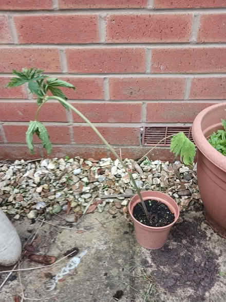 Photo of free Tall pink Geranium plant (Baswich ST17) #1