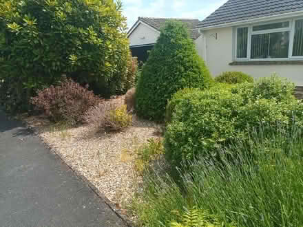 Photo of free mature shrubs (Melksham) #3