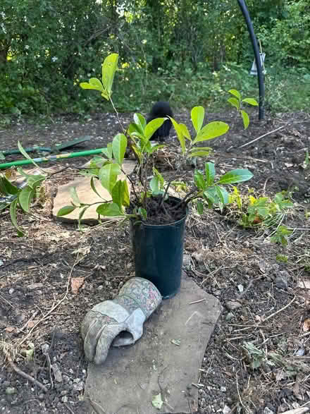 Photo of free 2nd pot of 10 laurel saplings (Sanderstead) #1