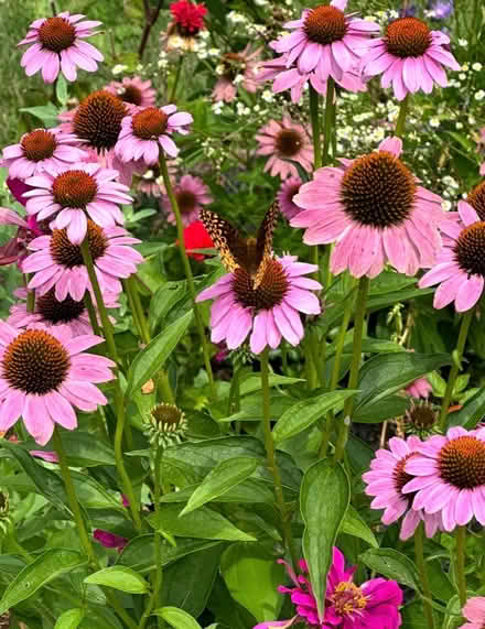 Photo of free Purple coneflower (Belle mead) #1