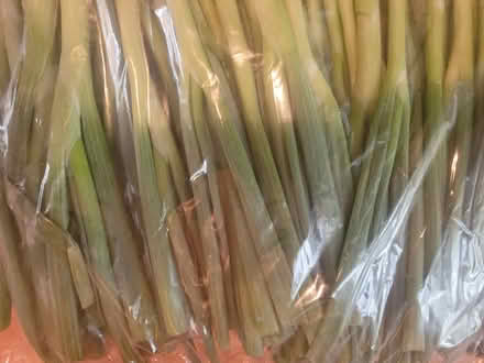 Photo of free Scallions (Oakland) #1