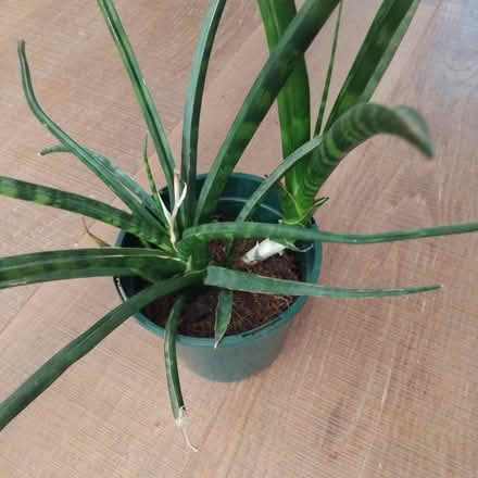 Photo of free Houseplant πͺ΄ (Ingol PR2) #2
