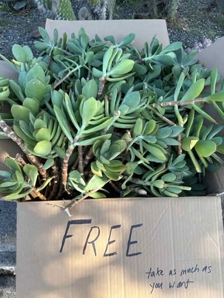 Photo of free Healthy cactus clippings (Pleasanton) #2