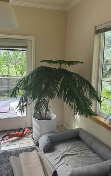 Photo of free Norfolk Pine STUNNING (Lafayette) #1