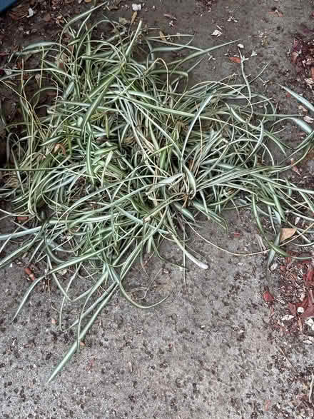 Photo of free Spider plant - spiderlets (Dilworth - west San Jose) #1