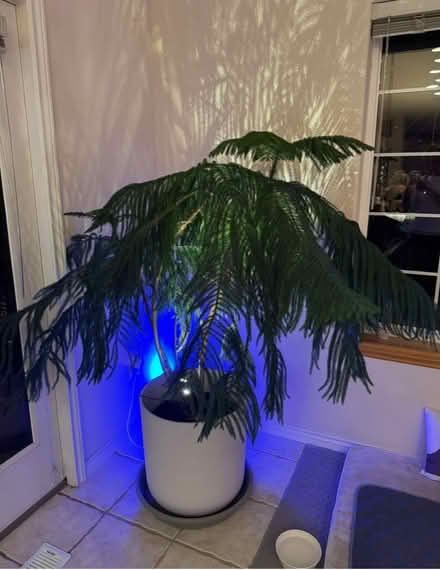Photo of free Norfolk Pine STUNNING (Lafayette) #3
