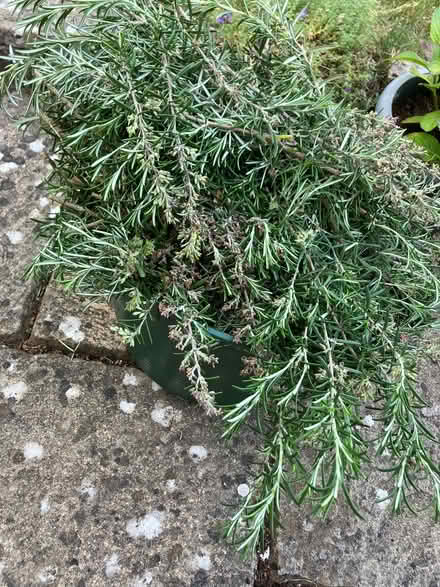Photo of free rosemary cuttings (Wootton OX13) #1