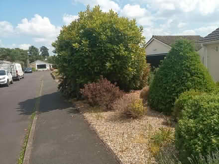 Photo of free mature shrubs (Melksham) #4