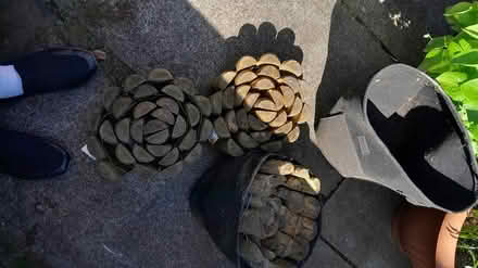 Photo of free Log edging and potato grow sacks (Livingston EH54) #1
