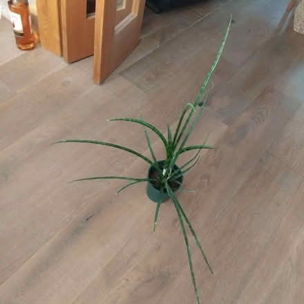 Photo of free Houseplant πͺ΄ (Ingol PR2) #1