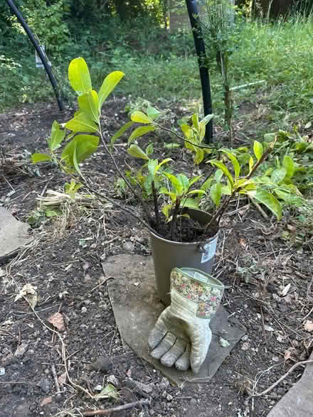 Photo of free Pot of 10 laurel saplings (Sanderstead) #1