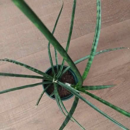 Photo of free Houseplant πͺ΄ (Ingol PR2) #3
