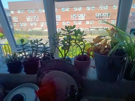 Photo of free Plants with pods (Cann Hall E11) #1