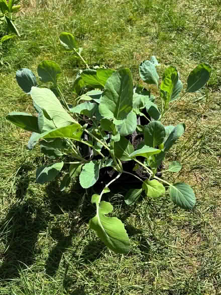 Photo of free Brussel Sprout Plugs For Veg Garden (Chineham RG24) #1