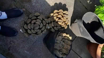 Photo of free Log edging and potato grow sacks (Livingston EH54) #2