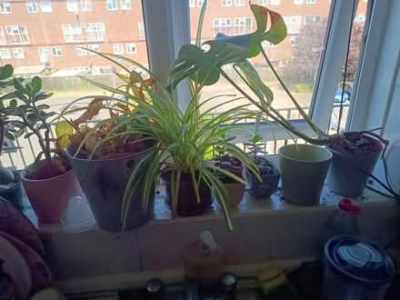 Photo of free Plants with pods (Cann Hall E11) #2