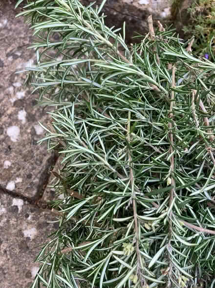 Photo of free rosemary cuttings (Wootton OX13) #2