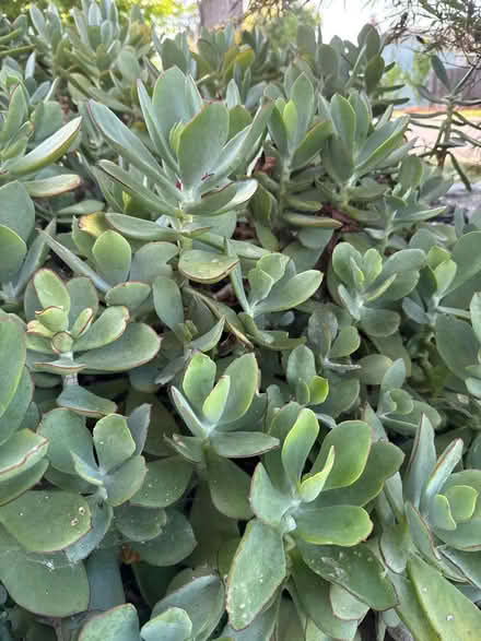 Photo of free Healthy cactus clippings (Pleasanton) #1