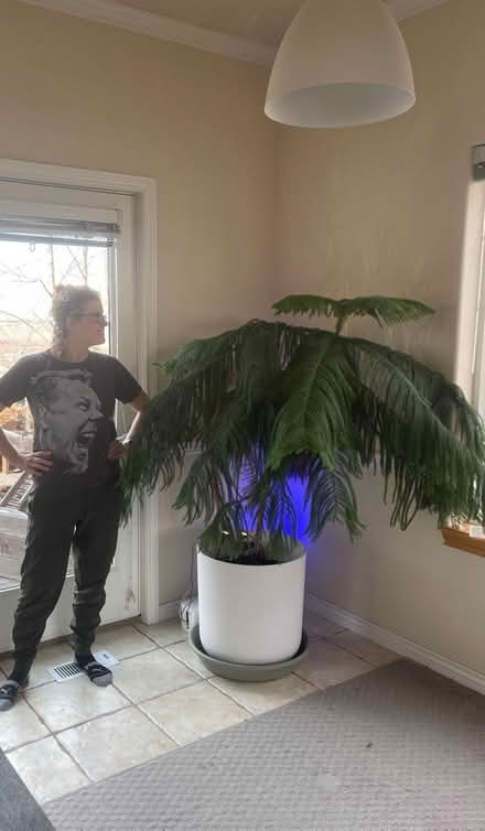 Photo of free Norfolk Pine STUNNING (Lafayette) #2