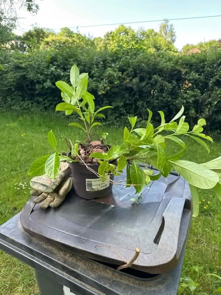 Photo of free 3rd pot of 10 laurel saplings (Sanderstead) #1