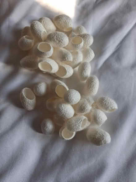 Photo of free Silk beauty cacoons unused (Fords Farm RG30) #1