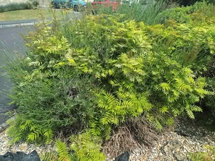 Photo of free mature shrubs (Melksham) #2