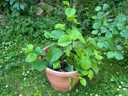 Photo of free 3 hazelnut trees in pots (Prestbury GL52) #1