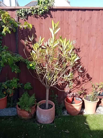 Photo of free Plant (Bovey Tracey TQ13 9GT) #1