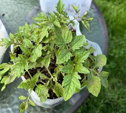 Photo of free Cherry tomato plants (Ardmore) #1