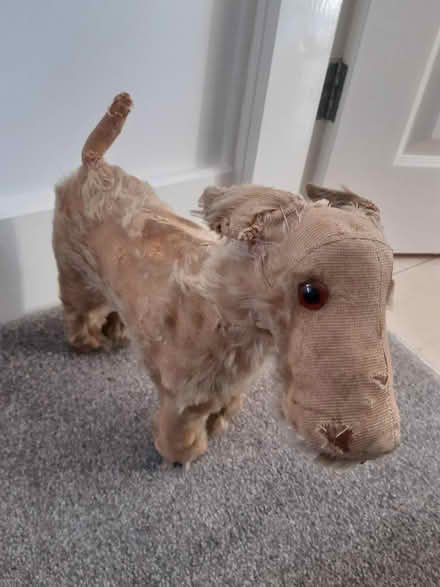 Photo of free Very threadbare dog (Woodseats S8) #2