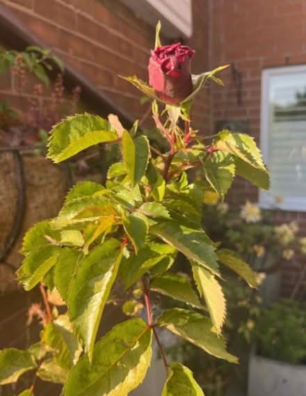 Photo of free Climbing Double Red Rose Bush (Newburgh WN8) #1