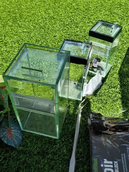 Photo of free Mantis enclosures sw2 (Tulse Hill, SW2) #4