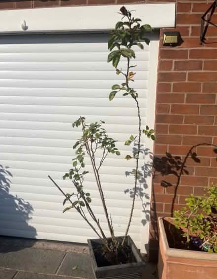 Photo of free Climbing Double Red Rose Bush (Newburgh WN8) #2