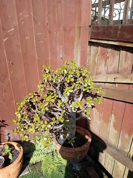 Photo of free Plants (Bovey Tracey TQ13 9GT) #1