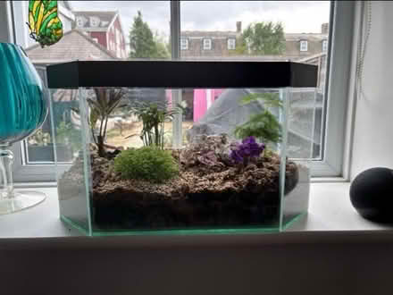Photo of free Fish tank terrarium + plants (Worcester Park KT4) #1