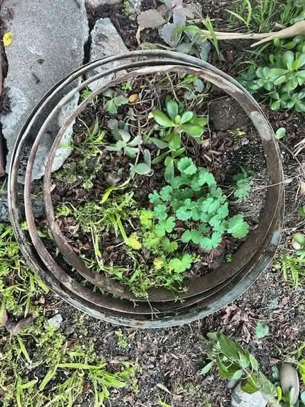 Photo of free 4 Wine Barrel Hoops for Reuse (Northern San Rafael/Marinwood) #1
