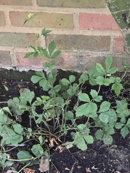 Photo of free Herb Bennet / German Urbanum (Bovingdon) #1