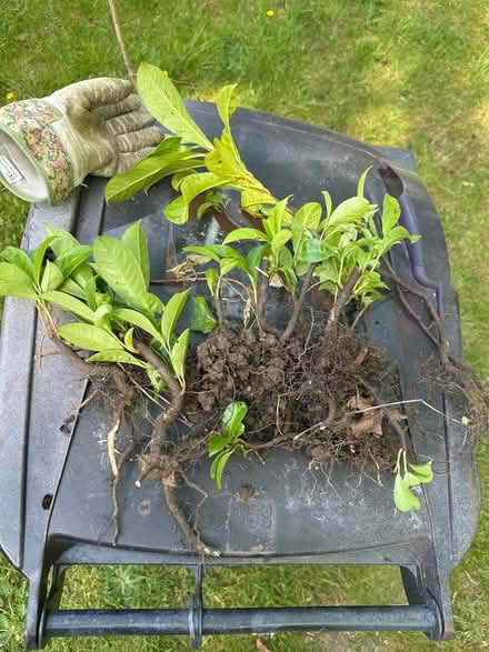 Photo of free Laurel saplings/offshoots (Sanderstead) #1