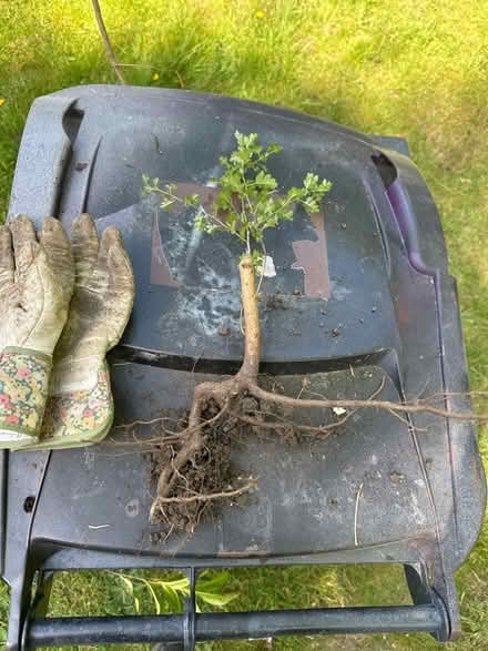 Photo of free One small Hawthorn (Sanderstead) #1